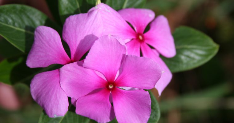 Rose amère ou pervenche de Madagascar